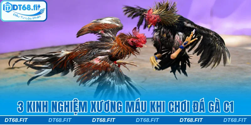 3 kinh nghiệm xương máu khi chơi đá gà c1