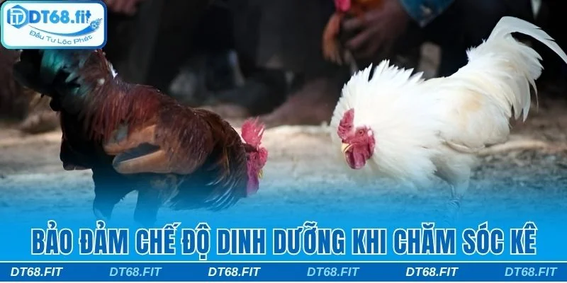 Bảo đảm chế độ dinh dưỡng cho kê