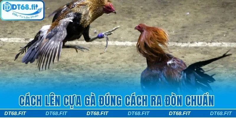 Lên cựa gà đúng cách