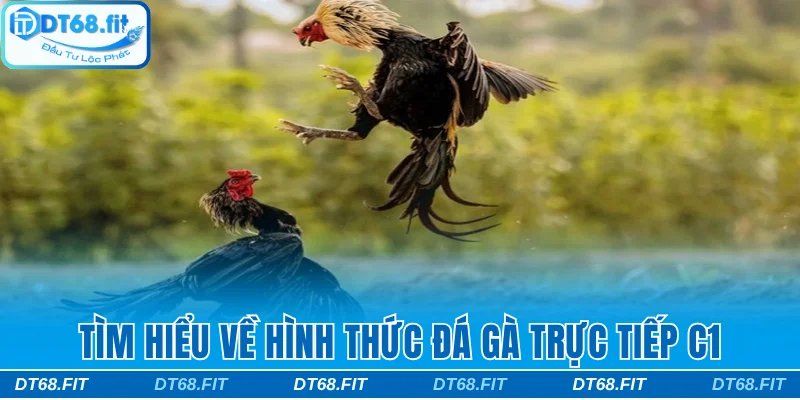 Đá Gà Trực Tiếp C1