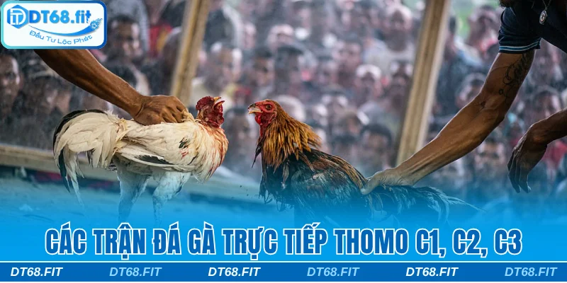 Đá gà trực tiếp Thomo C1, C2, C3