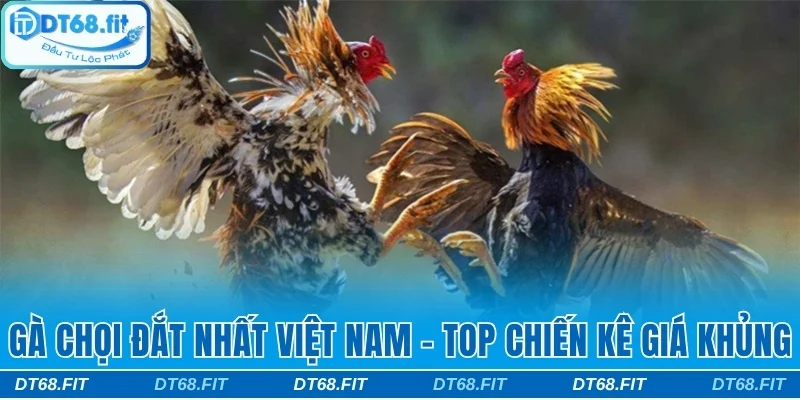 Gà chọi đắt nhất Việt Nam
