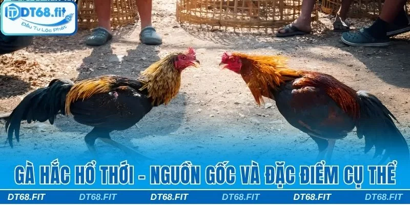 Gà Hắc Hổ Thới