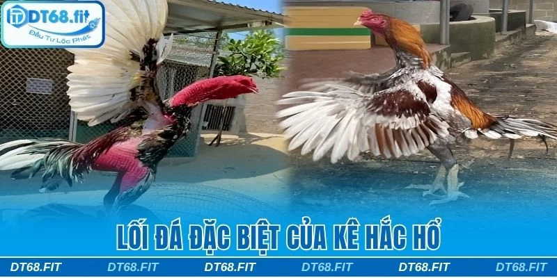 Lối đá đặc biệt của gà Hắc Hổ Thới