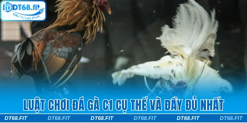 Luật chơi đá gà C1 cụ thể và đầy đủ nhất