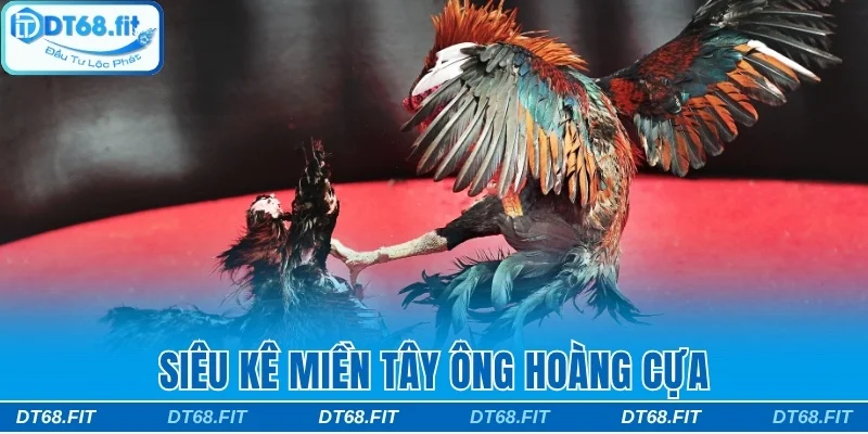 Siêu kê miền Tây Ông Hoàng Cựa