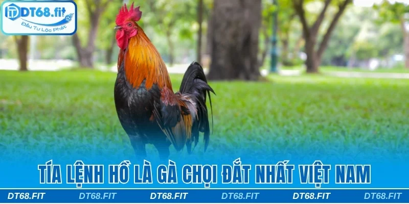 Tía Lệnh Hồ là gà chọi đắt nhất Việt Nam