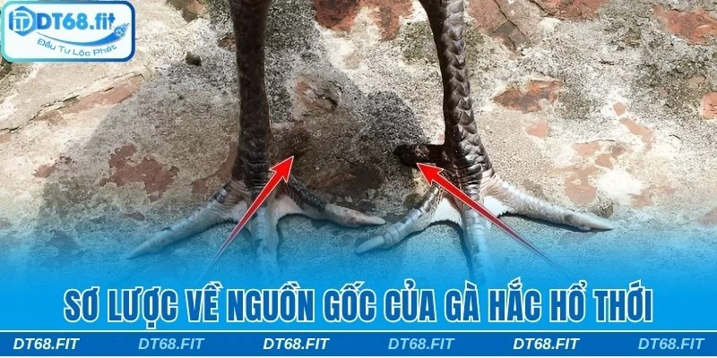 Tìm hiểu nguồn gốc của giống gà hắc hổ
