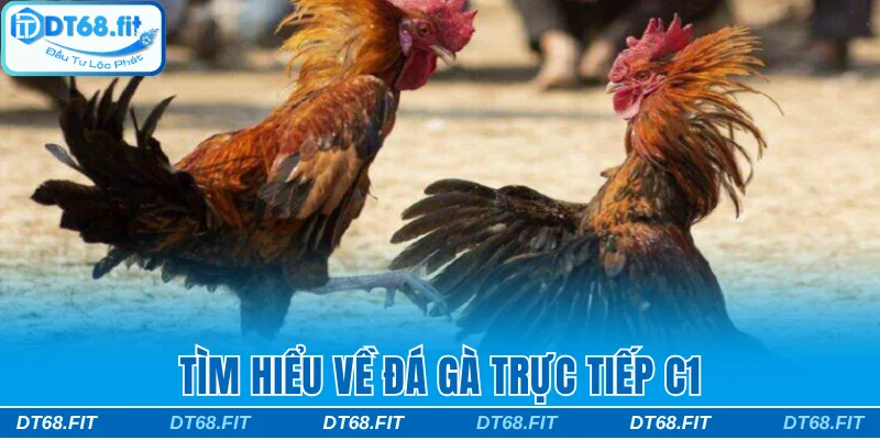 Tìm hiểu về đá gà trực tiếp C1